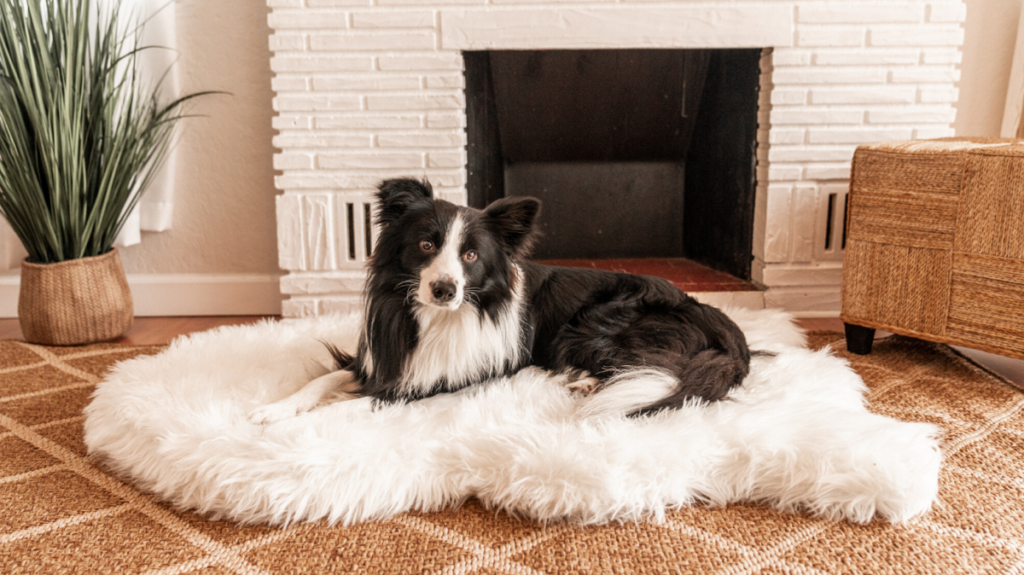 Best pet deals as of Dec. 2: GPS collars, cozy beds, and more