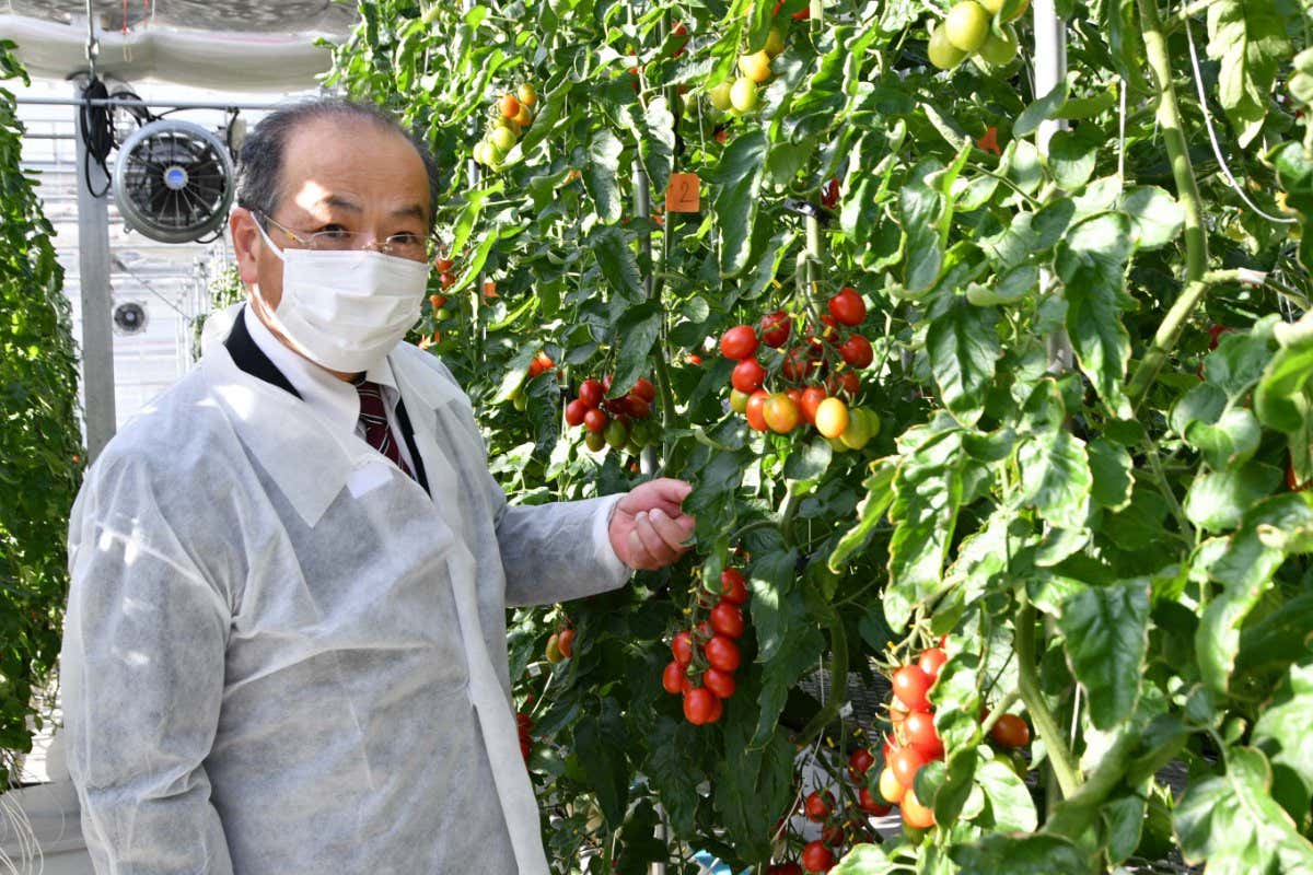 Hiroshi Ezura, a professor of genetic engineering at the University of Tsukuba, with his genome edited tomato plant (Naoki Shoji).