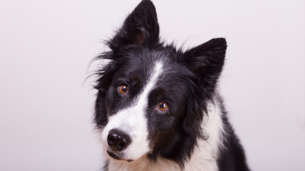 Why do dogs tilt their heads? New research makes an intriguing discovery.