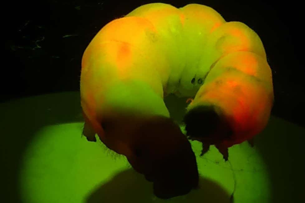 Silkworms make fluorescent silk after eating quantum dots