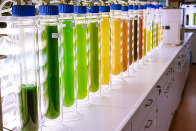 Bioeconomy in Saxony-Anhalt: Research on sustainably obtained ingredients from algae.