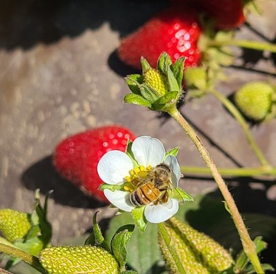 A California honeybee with pollen pellets on her hind legs pollinates a strawberry flower. The new study launching this September from The Cal Poly Strawberry Center and Beeflow aims to prove managed pollination could substantially decrease food waste, improve shelf life and reduce pesticide use. Organic strawberry growers in Oxnard, Santa Maria and Watsonville will participate in the year-long research. Photo credit: Sarah Zukoff PhD.
