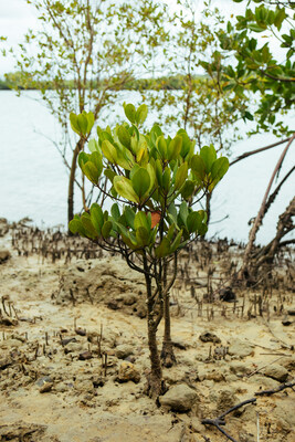 One GoBolt and veritree project is restoring the mangrove forests in Kenya.