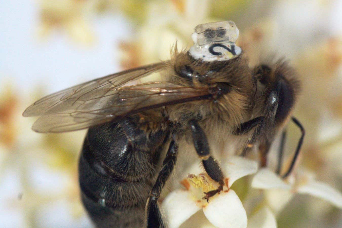 A bee with the sensor attached
