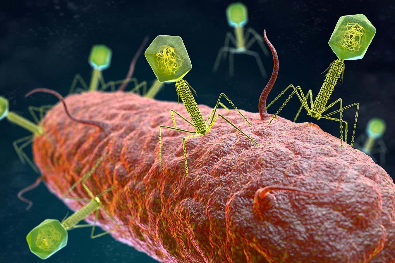 illustration of the Bacteriophage Virus that infects and replicates within a bacterium. 3D illustration - Image ID: 2A326TF (RF)