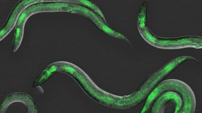 To observe development in the C. elegans worm, seen here, Professor Christopher Hammell’s team at the CSHL Cancer Center expanded upon an imaging technique originally developed for use in single cells. This allowed them to witness, for the first time, active gene expression taking place inside an animal.